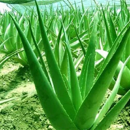 Skin Moisturizing Aloe Oil Skin Care 100% Natural Massage Base Oil Organic Aloe Vera Oil